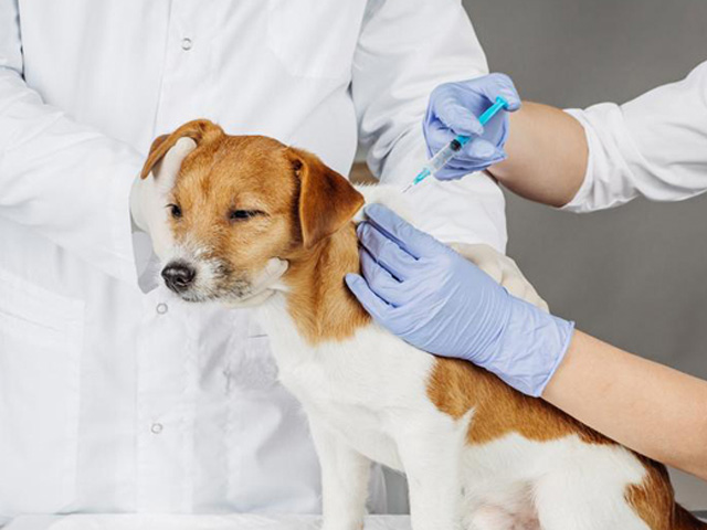 Phòng Vaccine