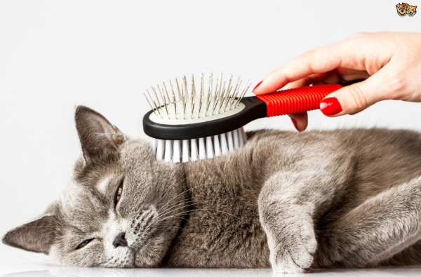 Rụng lông: bình thường hay bất thường???