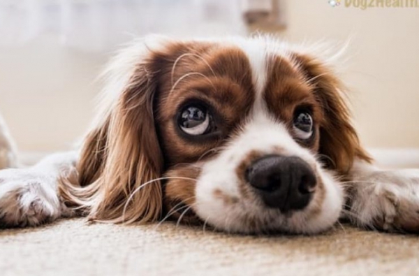 Cần làm gì khi cún bị chảy máu cam